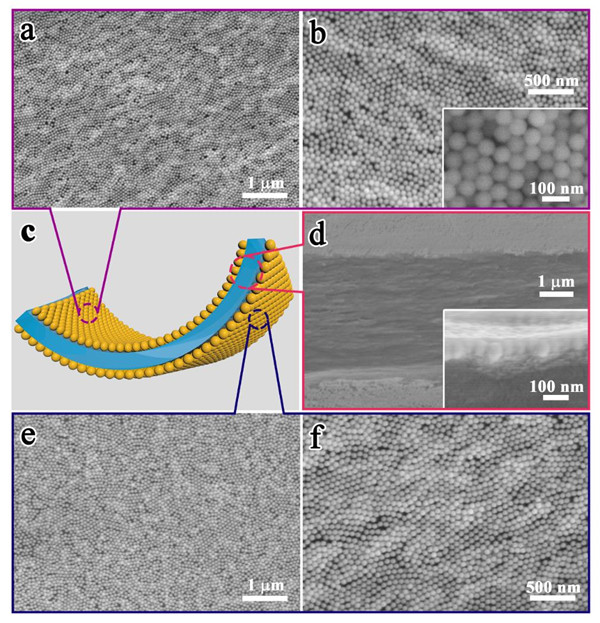 Typical SEM images of the hydrogel film@gold nanoparticle arrays. @ XING Changchang