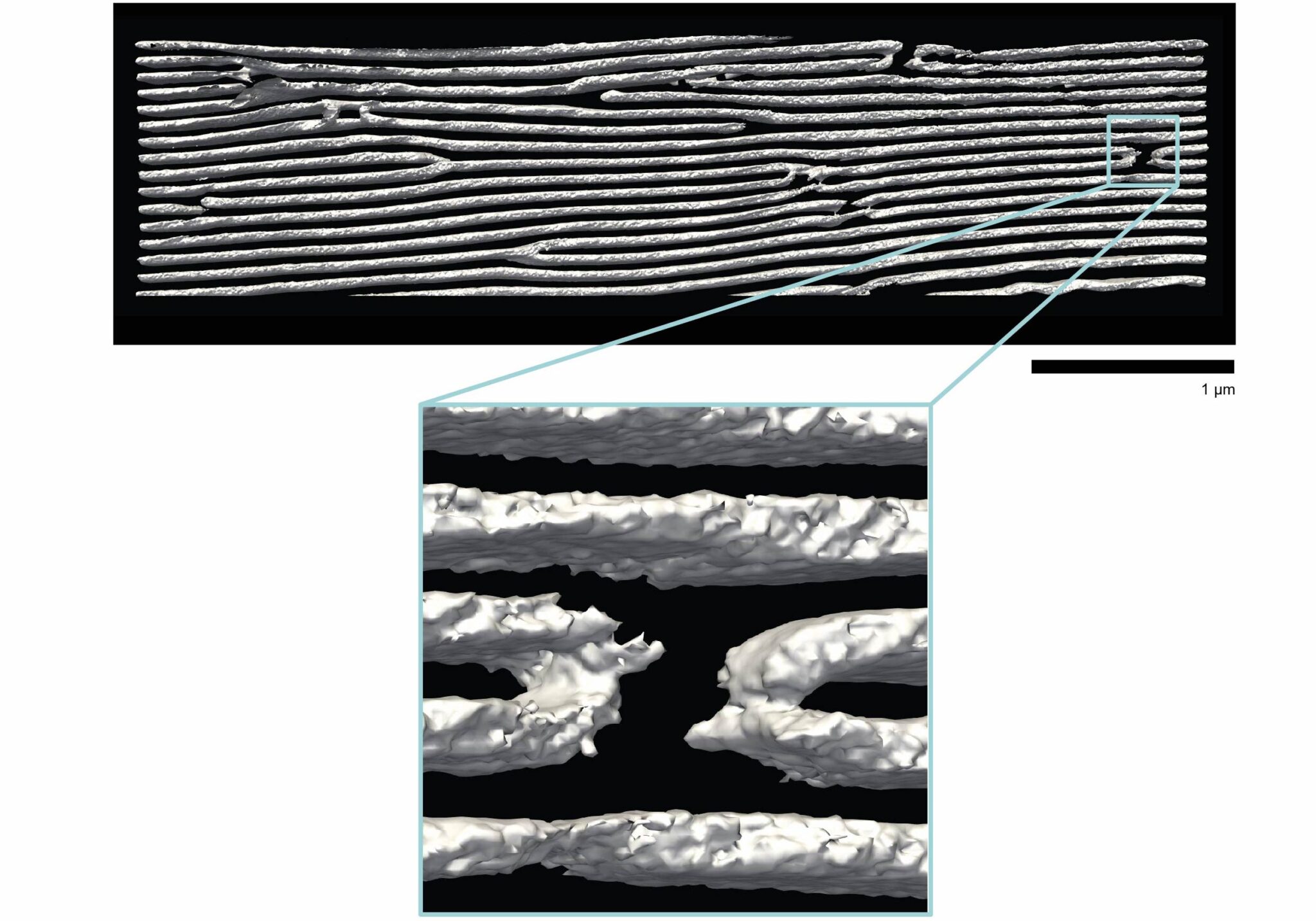 Scanning transmission electron microscope (STEM) tomography reconstruction experiments at the Molecular Foundry revealed continuous 2D nanosheets folded at a sharp angle. @ Emma Vargo et al./Berkeley Lab. Image courtesy of Nature.