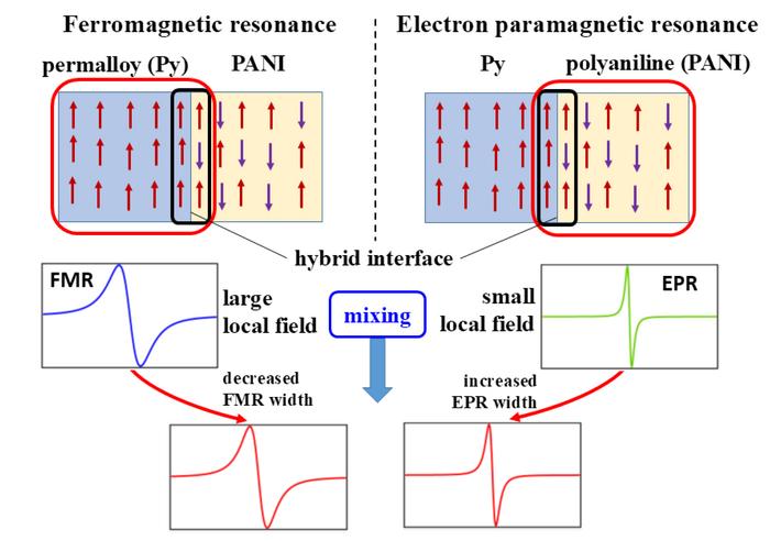Measurements of spin currents in the hybrid interface of a device with a ferromagnetic (Py) layer and an organic semiconductor (PANI) layer. @ Osaka Metropolitan University