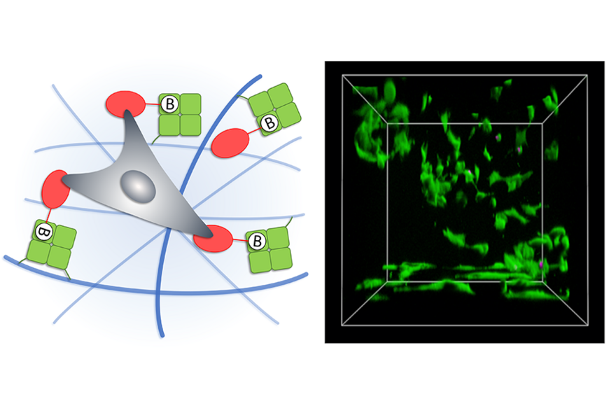 Schematic presentation showing avidin-conjugated nanocellulose fibers functionalized with biotinylated adhesive protein. 3D cell culture of fibroblast cells. Live-dead staining indicates high cell viability. Reprinted with permission from Leppiniemi et al. Biomacromolecules https://doi.org/10.1021/acs.biomac.1c00579 @ American Chemical Society.