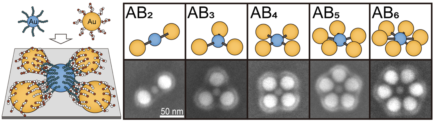 Gold nanoparticles react with the help of customised polymers to form precisely ordered plasmonic molecules. @ Cai/Vana