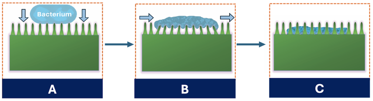 Bacteria comes into contact with nanopillars (A), which causes the nanopillars to bend and store elastic energy (B). Bacteria that attempt to move become damaged, stored elastic energy is released and the pillars return to their original position (C). @ Yutao Chen