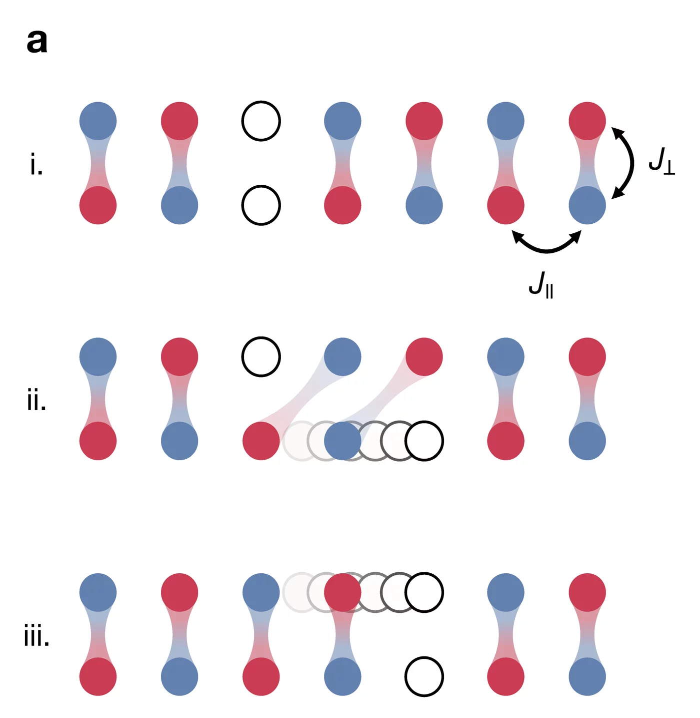 Binding mechanism in a magnetically ordered system. The red and blue spheres are spins of opposite orientations, the shaded bands connecting the spheres show the magnetic order. The white spheres are holes. When a hole moves as shown in (i) and (ii), it perturbs the magnetic order. However, if a second hole is connected to the first, as in (iii), the magnetic order is maintained despite movement. The holes thus pair to maintain the magnetic order in the system. @ MPQ