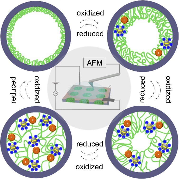 Observing the successive polymer chain variation at nanoscale (ca. 10 nm) by the atomic force microscope topography in situ. This integrated nanoporous membrane could modulate dynamic electric gating process at sub-2 nm speed. @ TIPC