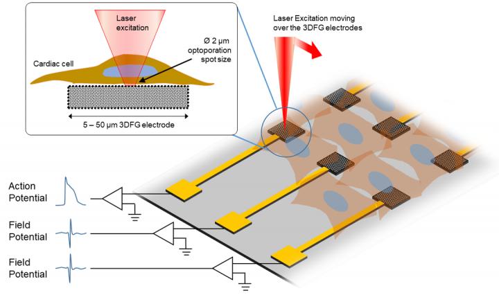 This sketch displays the experimental procedure of ultra-fast laser moving over the 3DFG electrodes. @ College of Engineering, Carnegie Mellon University