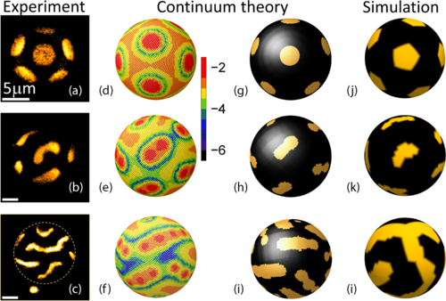 (a) Twelve rounded fluorescent patches at the surface of a C 12 -alkane experimental liquid droplet. (b) A pattern of 12 elongated fluorescent patches forms when salt is introduced into the aqueous medium (70 mM CsCl). (c) Long fluorescent scars are formed at a high salt concentration (140 mM CsCl). Dashes mark the droplet's edges. (d)–(f) Elastic energy density maps for s = 0 , 0.38 and 0.75 R , corresponding to Γ L ≳ 8 × 10 − 3 Y R , Γ L ≈ 2.3 × 10 − 3 Y R , and Γ L = 0 , respectively. The color scale bar values correspond to log 10 σ 2 . (g)–(i) Dye adsorption patterns corresponding to maps in (d)–(f). The patterns are obtained for Δ γ = 1.2 × 10 − 3 , 1.4 × 10 − 3 , and 5.2 × 10 − 4 Y , respectively. (j)–(l) Discrete lattice simulations. γ L = 2.2 × 10 − 4 , 6.1 × 10 − 5 , and 4.1 × 10 − 5 Y R , respectively. Note the excellent agreement with the experiment. @ Bar-Ilan University / Physical Review Research