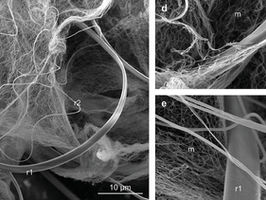W&M researchers progress in unraveling mysteries of invisible spider web ‘super fibers’