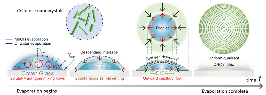 Conceptual image to display Hydrodynamic mechanisms for the formation of a homogeneous quadrant cellulose nanocrystal(CNC) matrix. @ KAIST