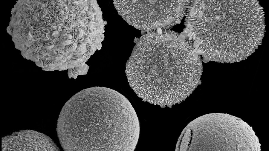 Shells of L. granifera algae after chemical transformation imaged with electron microscope. @ Kuhrts et al. / Advanced Science 2023