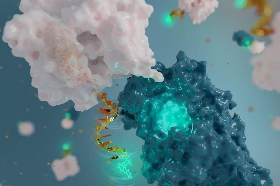 Like a two-way radio that can both receive and transmit radio waves, the fluorescent nanoantenna designed by Alexis Vallée-Bélisle and his team receives light in one colour and depending on the protein movement it senses, then transmits light back in another colour, which we can detect. One of the main innovations of these nanoantennas is that the receiver part of the antenna (bright green) is also employed to sense the molecular surface of the protein studied via molecular interaction. @ Caitlin Monney