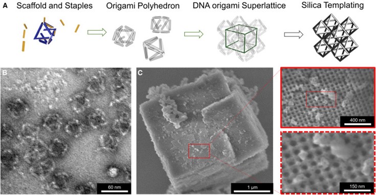 A microscopic peek of how these DNA strands form shapes that are built into larger lattice structures that are coated in silica. CFN, JEOL-1400 TEM and Hitachi-4800 SEM. @ Brookhaven National Laboratory
