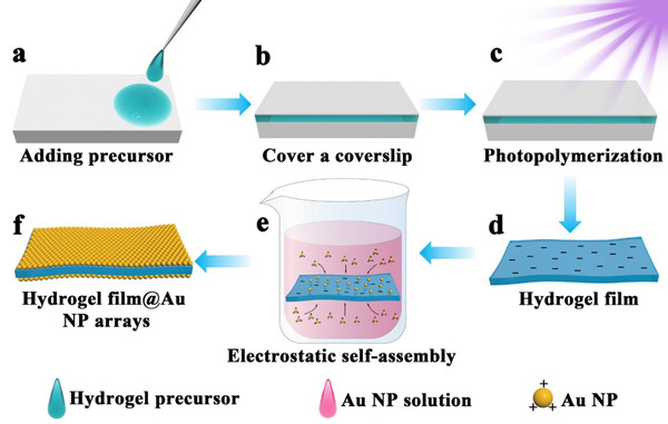 Schematic illustration of the preparation of the hydrogel film@gold nanoparticle arrays by hydrogel shrinkage-assisted electrostatic self-assembly. @ XING Changchang