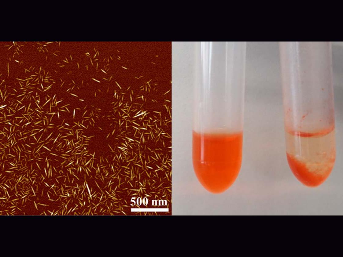 A multi-institute research team engineered specialized hairy cellulose nanocrystals, left, developed from the main component of plant cell walls and used in a variety of materials, including paper, to capture off-target chemotherapy drugs to prevent tissue damage, right. Both tubes contain human blood serum and a common chemotherapy drug. The right tube also contains the nanocrystals, which captured the drug, separating it from the blood serum. @ Amir Sheikhi/Penn State