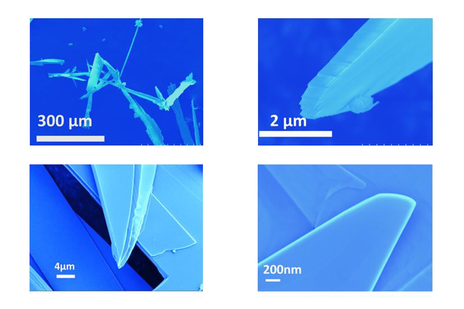 Electron microscope images of the hair-shaped structures, also known as "whiskers", which contain the thin molybdenene layers. @ Sahu, T.K., Kumar, N., Chahal, S. et al., Nat. Nanotechnol. (2023)