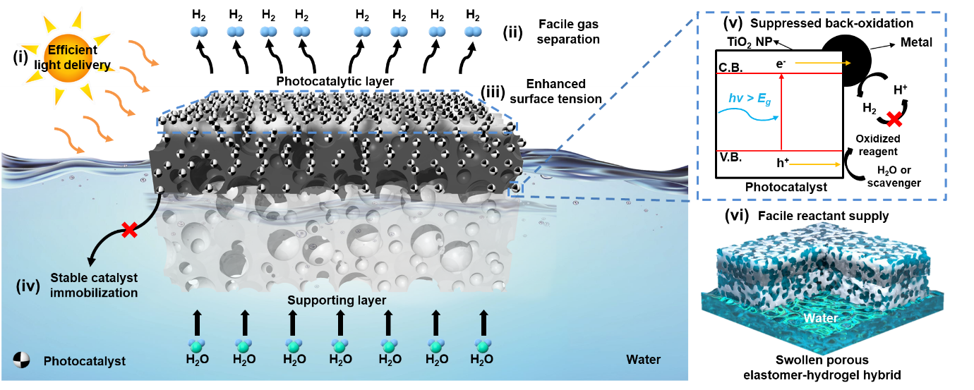 Figure 2. Floatable photocatalytic platforms have clear advantages in hydrogen evolution reaction, in terms of efficient light delivery, facile gas separation, enhanced surface tension, stable catalyst immobilization, suppressed back-oxidation (reverse reaction), and facile supply of water. @ Institute for Basic Science