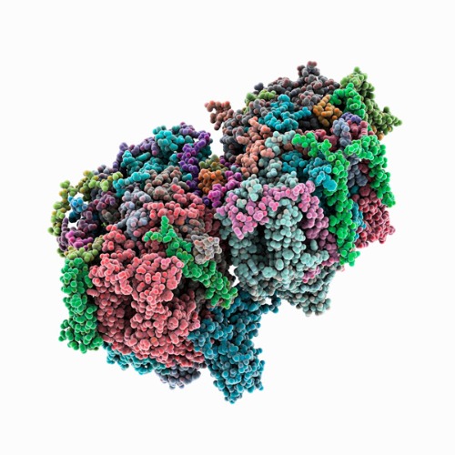 A molecular model of the photosystem II complex, a protein complex involved in photosynthesis. A new spectroscopy method using x-rays promises to shed more light on how photosystem II works. @ LAGUNA DESIGN/SCIENCE PHOTO LIBRARY
