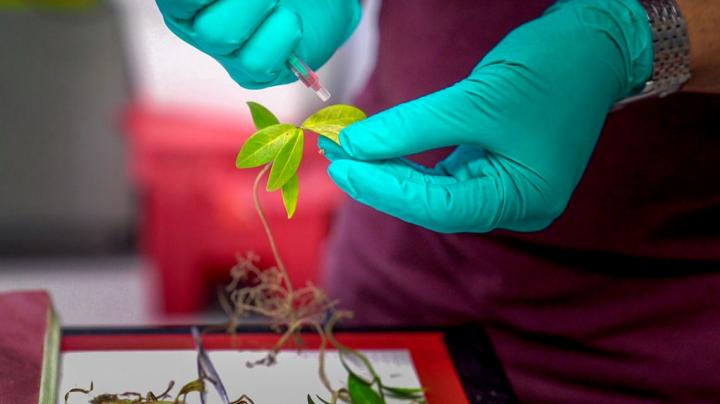 A researcher injects AquaDust into leaves. @ Cornell University
