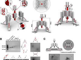 A "nano-robot" built entirely from DNA to explore cell processes