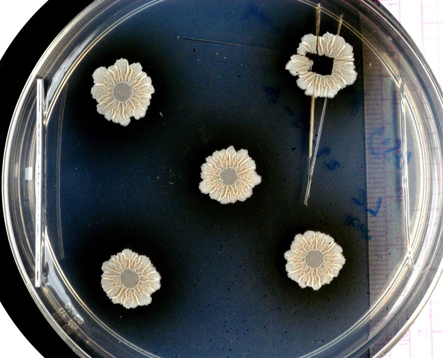 When bacteria join together to form communities, they may build complex structures. The photo shows wild-type Bacillus subtilis biofilms. @ TU Dresden