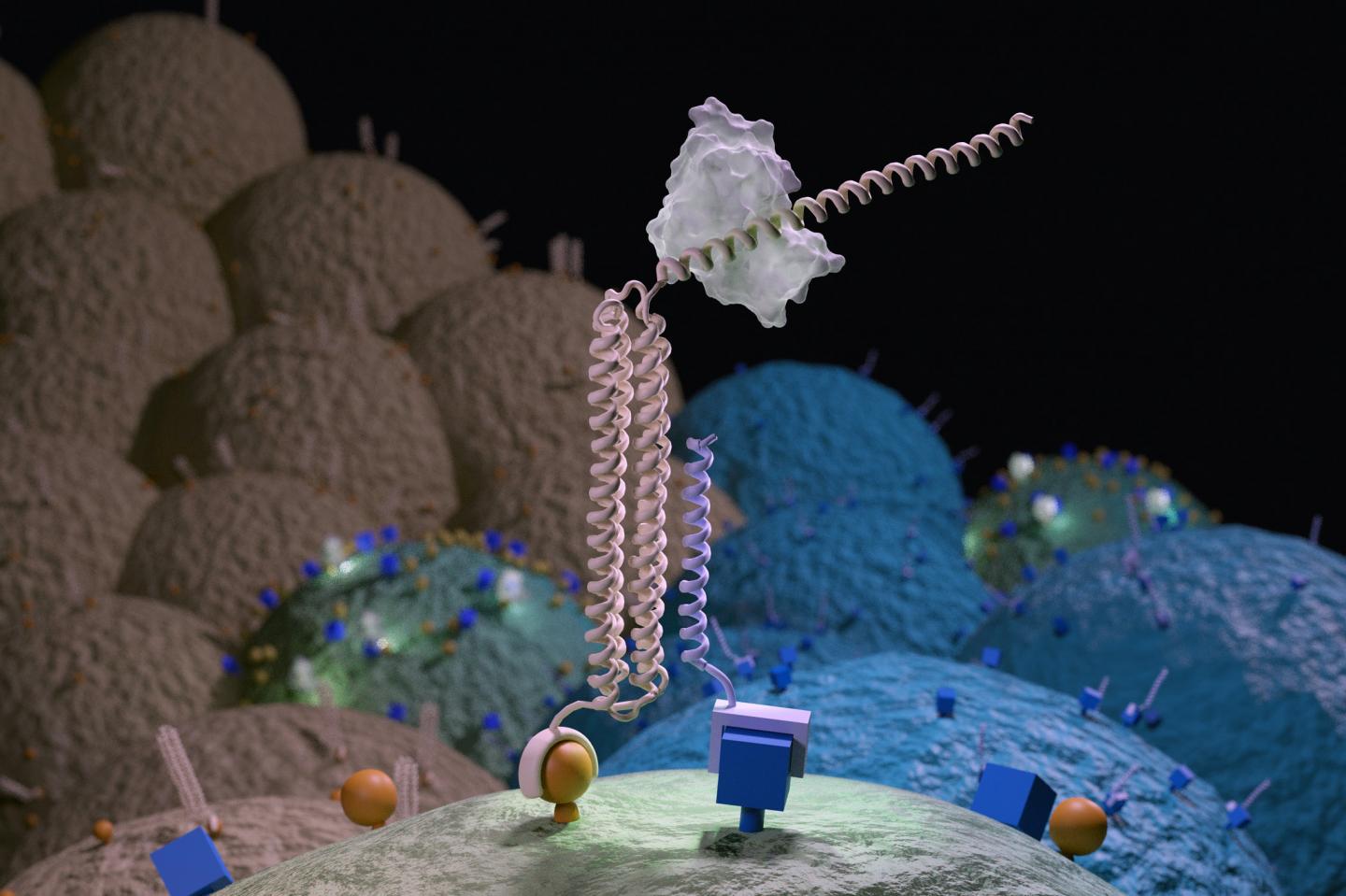 An artist's depiction of a Co-LOCKR nano-device coming together on the surface of a cell that has the right combination of cell surface markers. @ UW Medicine Institute for Protein Design