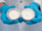 The fungal culture of the split-gill mushroom on a culture medium. Samples were taken from the Petri dish on the right.
