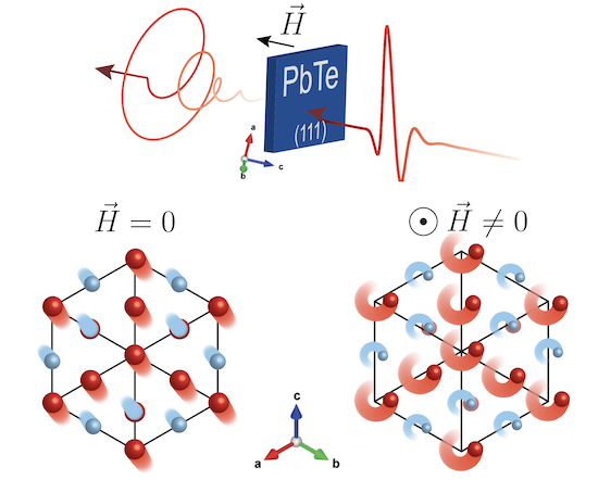 The crystal structure of a lead (red) and tellurium (blue) compound at left, and under the influence of a strong magnetic field at right. Experiments at Rice University showed the field triggers the material’s phononic magnetic circular dichroism, a phenomenon by which left-handed magnetic fields excite right-handed phonons and vice versa. @ Andrey Baydin