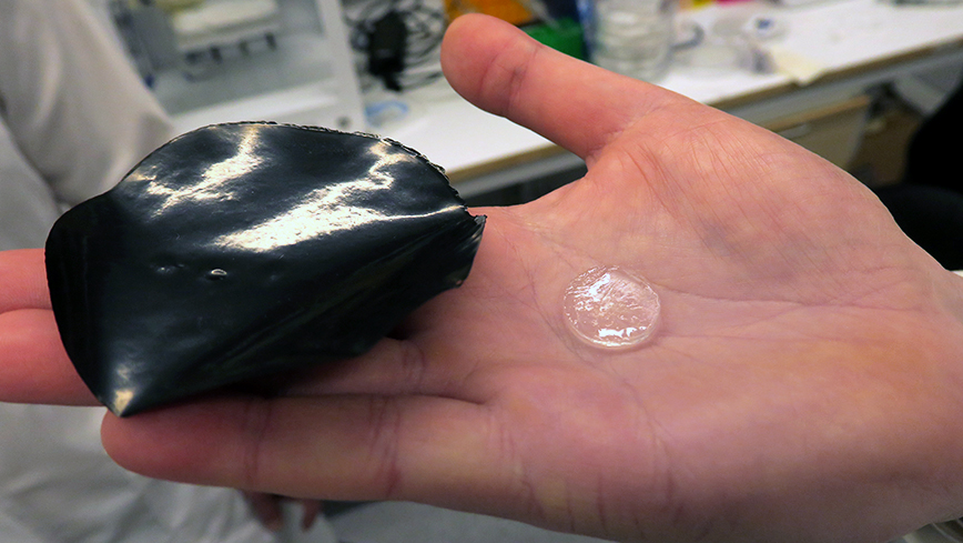 The hydrogel muscle (left) and a piece of hydrogel before being combined with carbon nanotubes. @ David Callahan
