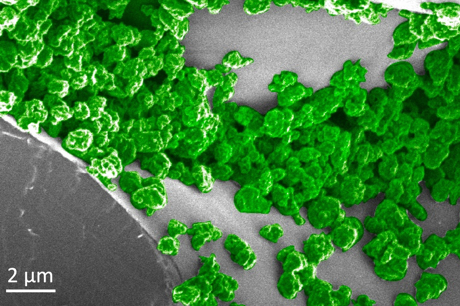 Using specialized nanoparticles embedded in plant leaves, MIT engineers have created a novel light-emitting plant that can be charged by an LED. In this image, the green parts are the nanoparticles that have been aggregated on the surface of spongy mesophyll tissue within the plant leaves. @ MIT