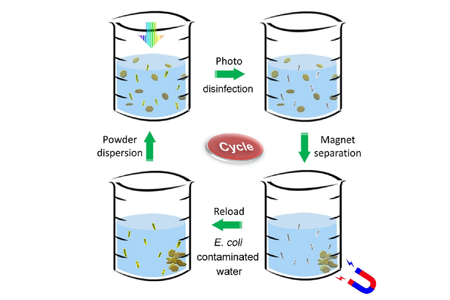 Disinfectant powder is stirred in bacteria-contaminated water (upper left). The mixture is exposed to sunlight, which rapidly kills all the bacteria (upper right). A magnet collects the metallic powder after disinfection (lower right). The powder is then reloaded into another beaker of contaminated water, and the disinfection process is repeated (lower left). @ Tong Wu/Stanford University