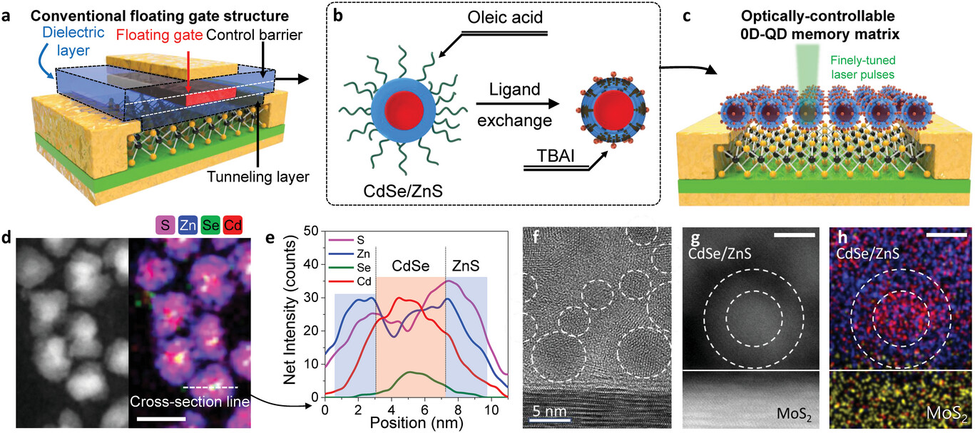 2D–0D hybrid memory device structure and HR-TEM with EDS mapping results. a) Conventional floating gate architecture based on a dielectric layer, MoS2, and metal. b) Mimic diagram of the floating gate (red) / dielectric layer (blue) made up of CdSe/ZnS core/shell QDs. Ligand exchange of QDs is required for improving charge transfer. c) Schematic diagram of the designed 2D–0D hybrid OMM device and operation strategy. The yellow and black spheres are sulfide and molybdenum, respectively, and the green layer is the h-BN dielectric layer. d) HR-TEM image of CdSe/ZnS core/shell QDs and EDS mapping image of S, Zn, Se, and Cd shown in different colors. Scale bar is 10 nm. e) Line scan profile of a single QD reflecting the elemental composition of the core. f) HR-TEM image of CdSe/ZnS QDs and MoS2. g) HR-TEM and h) EDS mapping images of the 2D–0D hybrid interface for observing the ZnS shell thickness (3 to 3.5 nm) and the real distance (under 1 nm) between MoS2 and the CdSe core, where Mo is shown in yellow, Zn in blue, and Cd in red. Scale bar is 5 nm. @ Korea Institute of Science and Technology