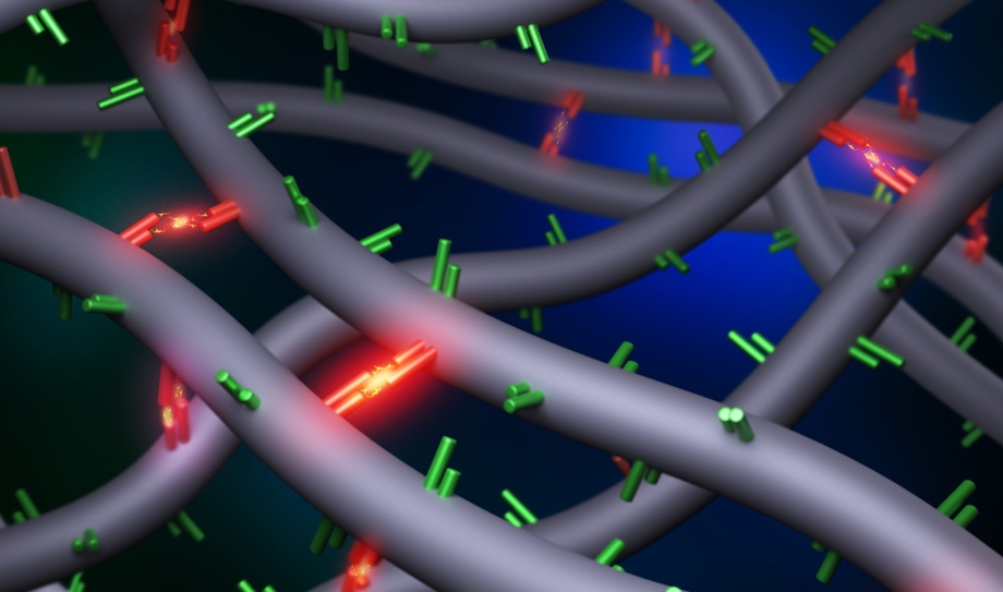 This illustration accompanying the Cai team’s paper in Physical Review Letters is a 3D rendering illustrating two monomers forming a reversible double-hydrogen bond that slows down polymer movement without creating an elastic network. The image and article were selected for a synopsis and Editors’ Suggestion in Physics magazine. Physical Review Letters and Physics are published by the American Physical Society. @ S. Nian et al., Phys. Rev. Lett. 130, 228101 (2023)