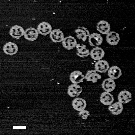 DNA origami smiley faces, each 1/1000 the width of a human hair, demonstrate that virtually any shape can be folded from DNA. (atomic force microscopy image; scale bar: 100 nanometers). @ Paul W.K. Rothemund/Caltech