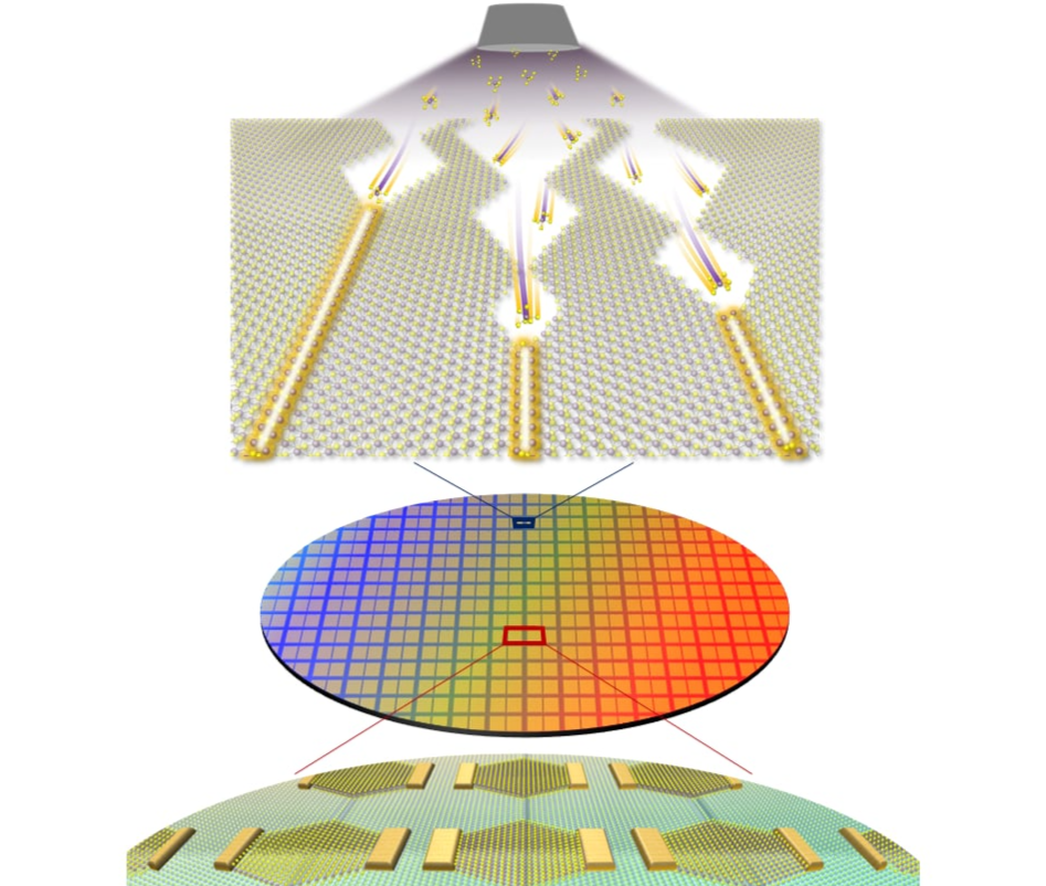 Growth of 1D mirror twin boundary metal and 2D integrated circuit based on the process This figure depicts the synthesis of metallic 1D mirror twin boundaries through Van der Waals epitaxial growth (top) and the large-area 2D semiconductor integrated circuit constructed based on these boundaries (bottom). By controlling the crystal structure of molybdenum disulfide at the atomic level using Van der Waals epitaxial growth, metallic 1D mirror twin boundaries were freely synthesized in desired locations on a large scale. These boundaries were applied as gate electrodes to implement ultra-miniaturized 2D semiconductor transistors with channel lengths at the atomic scale. @ Institute for Basic Science