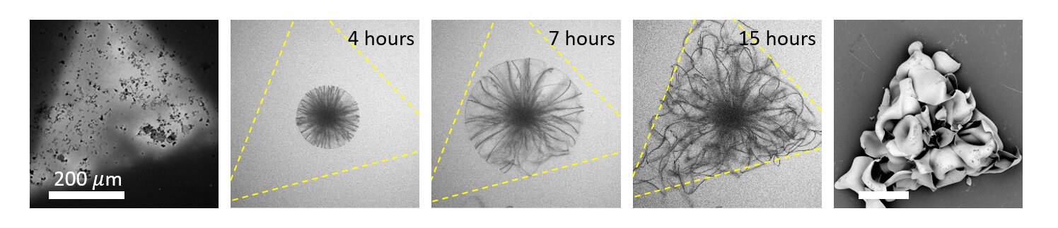 A timelapse with optical microscopy images of the growth of a triangular BaCO3-silica nanocomposite. Using a static triangular UV light pattern (pictured left), the researchers controlled the contour of the nanocomposite in the shape of a triangle. Because the building blocks are generated in the light, the growth of the nanocomposite follows the light pattern. The photo on the right was taken with an electron microscope. @ Bistervels et al., AMOLF