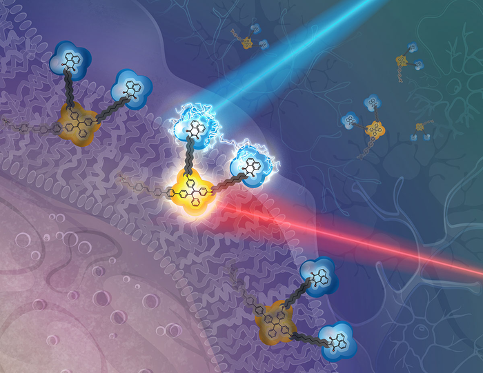 A conceptual drawing of the new molecular device. For experiments outside the human body (in vitro), the device would nest on the cell’s membrane: a “reporter” molecule would detect the local electric field when activated by red light; an attached “modifier” molecule would alter that electric field when activated by blue light. @ Katya Kadyshevskaya