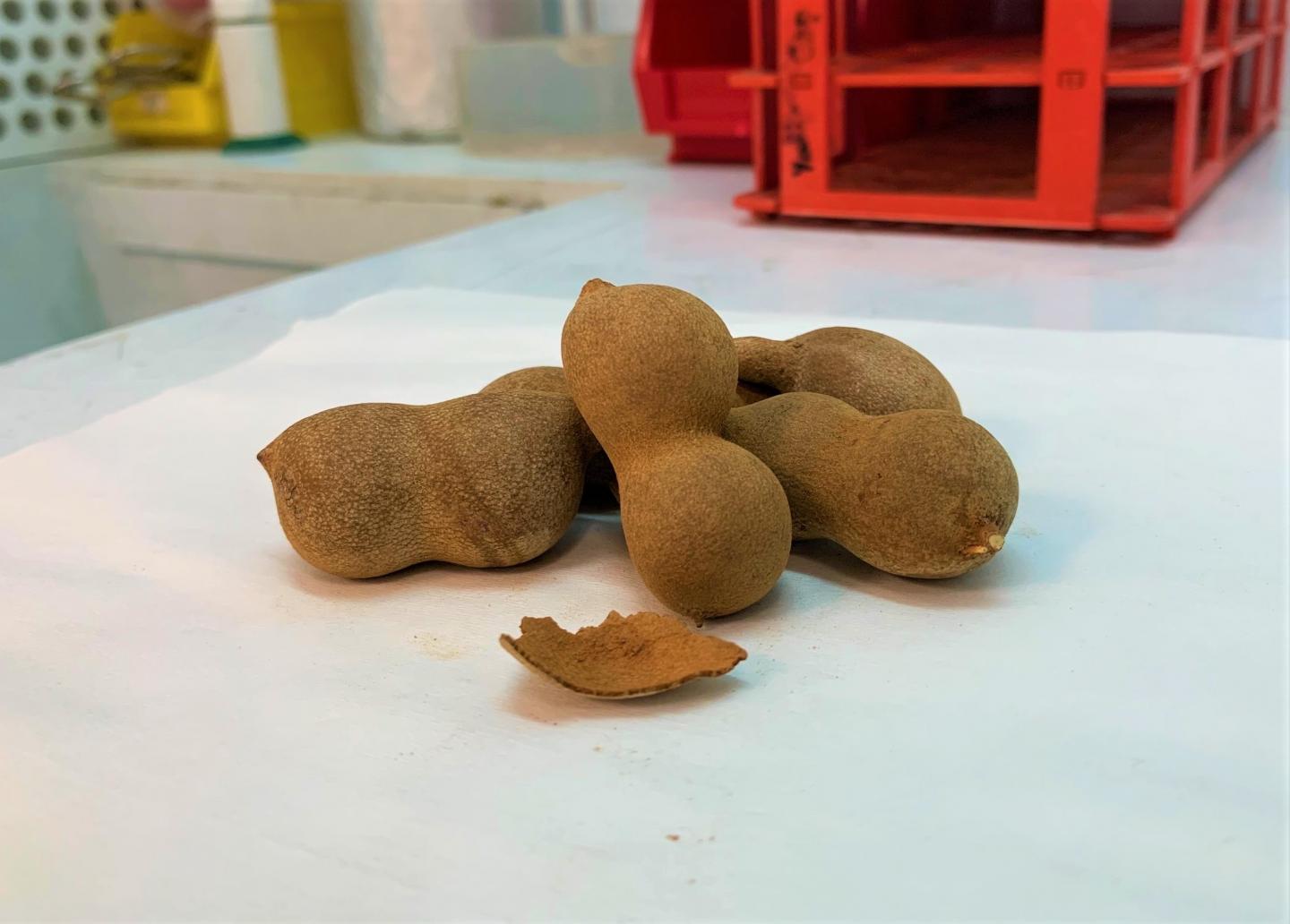A close up of tamarind pods, along with pieces of their shell. @ Credit to NTU Singapore