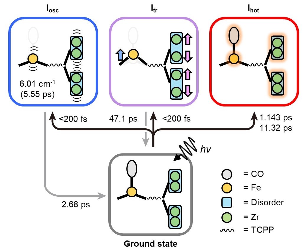 Photoinduced trifurcating structural changes of PCN–224(Fe) observed by means of TR-SFX. Upon irradiation, one CO molecule dissociates from iron porphyrin and organized motions occur within 200 fs. The organized motions include the oscillatory motion (Iosc) and the formation of the transient structure (Itr). Furthermore, alongside the organized motions, the thermally hot structure (Ihot) emerges through random atomic movements. @ Institute for Basic Science