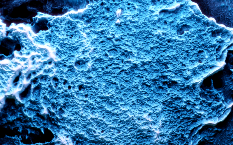 Field emission scanning electron microscopy reveals the microstructure of the porous activated carbon that can confine hydrogen at the nanoscale. @ Joaquin Silvestre-Albero/University of Alicante