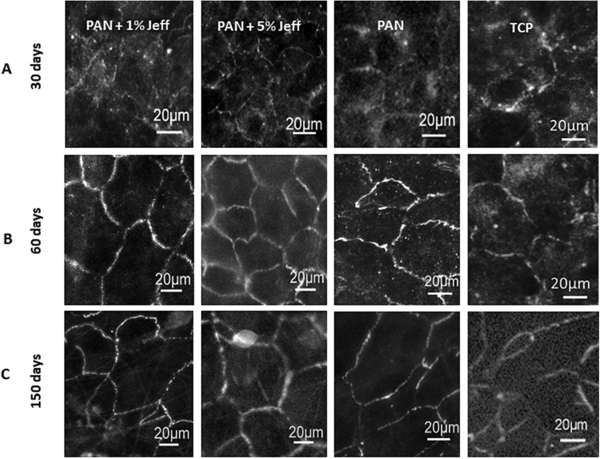Immunofluorescence staining of ARPE-19 cultured on FA-treated ENS and TCP for tight junction protein occludin. Shown are typical images for immunostaining of occludin in ARPE-19 cells. Cells were cultured for 30 days (A), 60 days (B) and 150 days (C), before being fixed, permeabilised and incubated with anti-occludin. Fragmented intercellular junction, as indicated by occludin distribution, was observed in cells cultured with PAN compared to PAN/Jeff. @ Anglia Ruskin University