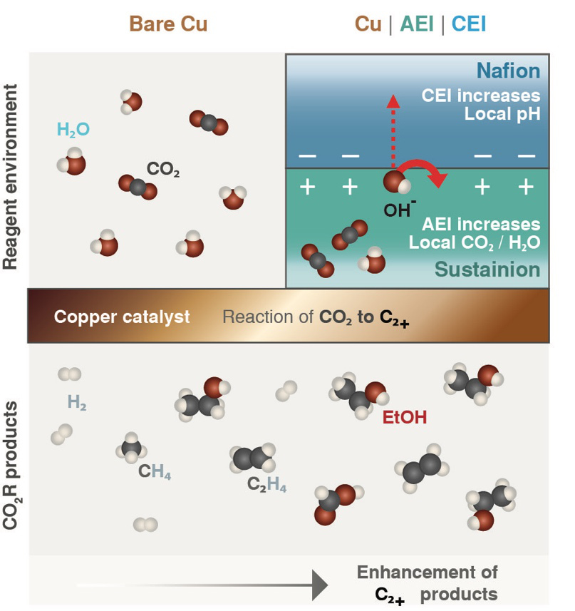Schematic of a two-layer coating of films, called ionomers, on top of a copper surface. The negatively charged ionomer, Nafion, raises the pH near the surface. The positively charged ionomer, Sustainion, more strongly attracts CO2. These effects combined with a pulsed voltage result in substantially enhanced rates of CO2 conversion to valuable carbon-rich products. @ Berkeley Lab