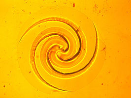 Video microscopy showing the development process of an Archimedean spiral over 10 hours.