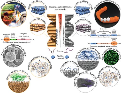Biologically inspired multiphase nanocomposite with a graded structure that mimics key molecular and architectural features of the mantis shrimp dactyl club. @ DOI: 10.1002/adma.202102658