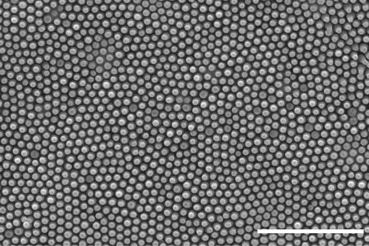 Scanning electron microscope image of replicated copper nanopillars. Scale bar is 2 micrometers. @ Yutao Chen