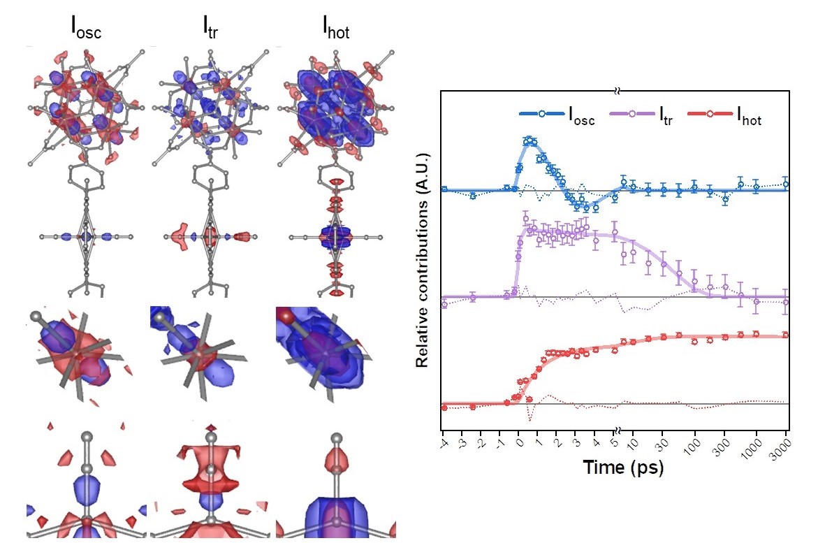 Structural changes of PCN–224(Fe) visualized using the change of the electron density and temporal behaviors of the structural changes. Iosc represents the oscillating structural change, Itr represents the transiently generated structural intermediate, and Ihot represents the thermally hot structural intermediate. The top panel of the structural change depicts the iron porphyrin and zirconium clusters, while the middle and bottom panels provide an enlarged view of the zirconium atoms within the zirconium cluster and an iron atom within an iron porphyrin, respectively. A red color indicates a loss of electron density, signifying when an atom moves away from its previous position. Conversely, a blue color signifies a gain in electron density as the atom moves to that position. Iosc oscillates with a period of 5.55 picoseconds (10−12 seconds), damping at 2.68 picoseconds, while Itr emerges instantaneously after irradiation (within 200 femtosecond) and dissipates with a time constant of 47.1 picoseconds. Ihot is generated with time constants of 1.143 picoseconds and 11.32 picoseconds and persists for up to 3 nanoseconds (10-9 second). @ Institute for Basic Science