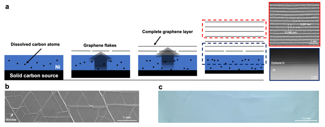 Figure 2. (a) The mechanism of single crystalline graphite growth on a ultraflat single crystalline Ni foil: (i) carbon atoms of the solid carbon source dissolve into the single crystalline Ni; (ii) and the dissolved carbon atoms transport through the Ni foil to another side to forma graphene flakes; (iii) graphene flakes continuously merge into single crystalline graphene films and (iv) finally thick graphite films are formed on the single crystalline Ni substrate. (b) part of the experimentally grown inch-sized single crystalline graphite, on which the wrinkles formed during the cooling of the sample can be seen. (c) the ultra-flat graphite films formed by etching the substrate after growth. @ Ulsan National Institute of Science and Technology