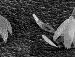 An electron micrograph shows nanometer-thick kirigami structures that highlight the advantages of using rippled metamaterials as structural films. The incorporation of rippled metamaterials allows for enhanced control over the final three-dimensional architecture.