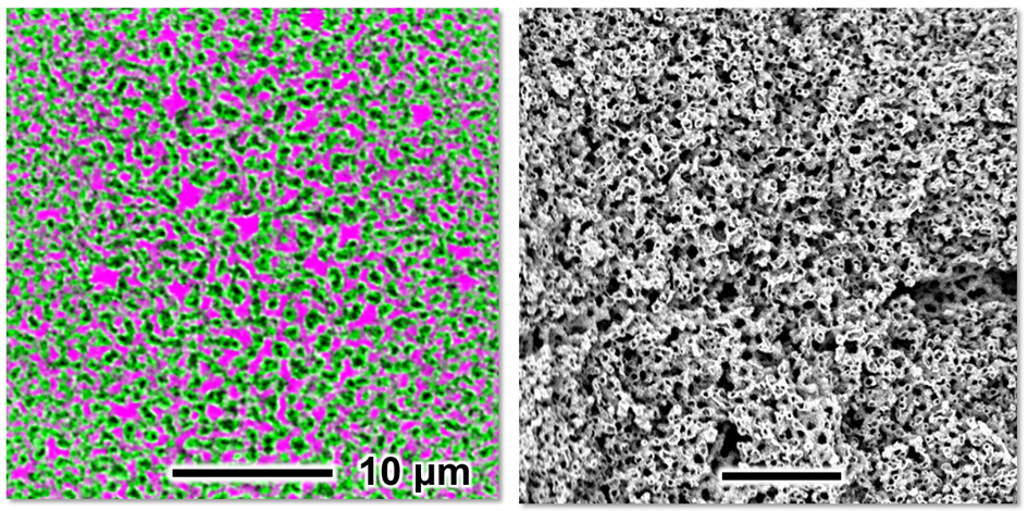 Left: confocal microscopy shows that the bijel is composed of oil (black), water (magenta) and ultra-thin layer of nanoparticles (green). Right: a scanning electron microscopy image reveals the small channels. @ Utrecht University