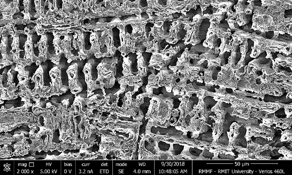The copper magnified 2,000 times under a scanning electron microscope shows its unique micro-comb structure. @ RMIT University