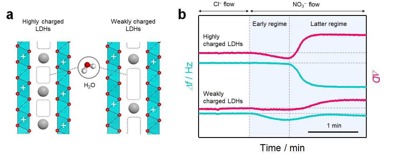 (a) Schematic of the interlayer structure in layered materials with different host charge densities. In the interlayer space, water molecules are incorporated into the pores that are not filled with charge compensating ions for host charge. (b) Quartz crystal microbalance with energy dissipation monitoring (QCM-D) profiles of ion-exchange reaction in LDHs with different host charge densities showing the change in the frequency (Δf) and dissipation (ΔD). @ Shinshu University