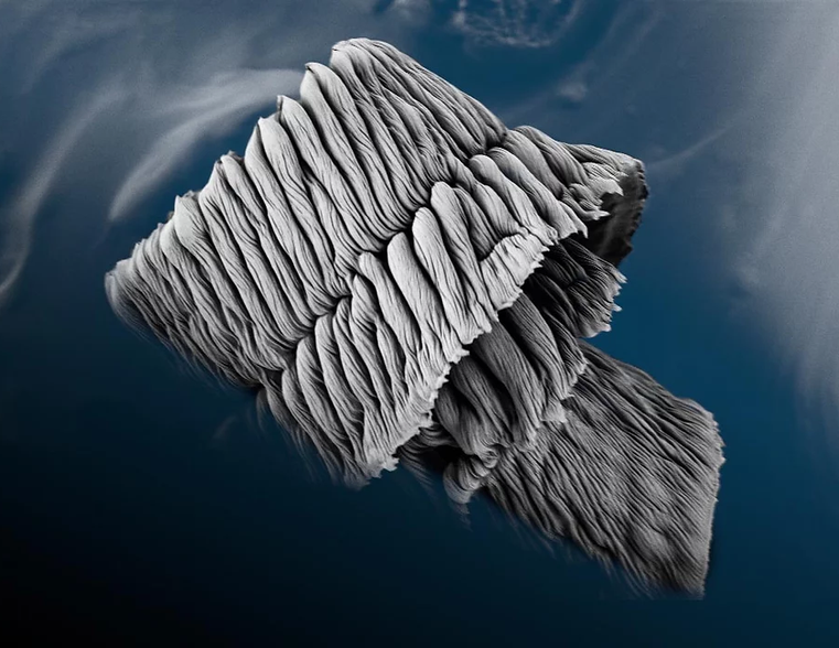 A Polymer Whirled